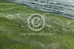 Prolifération des algues vertes en Baie de Douarnenez
