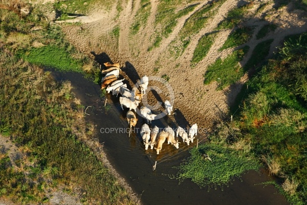 Bovins au bord de la Loire