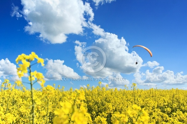 Champ de colza et parapente