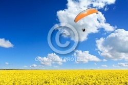 Champ de colza parapente libertÃ©