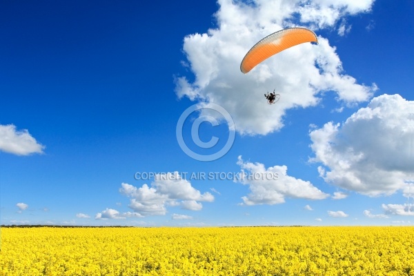 Champ de colza parapente libertÃ©