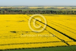 Champs de colza en Eure-et-Loir vue du ciel