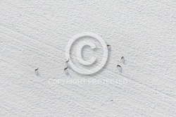 Chevreuils dans un champs de neige