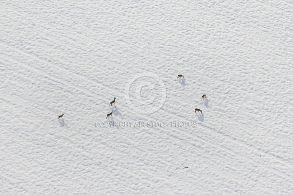 Chevreuils dans un champs de neige