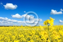 Colza en fleur et ciel bleu