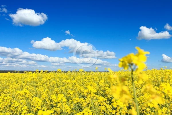 Colza en fleur et ciel bleu