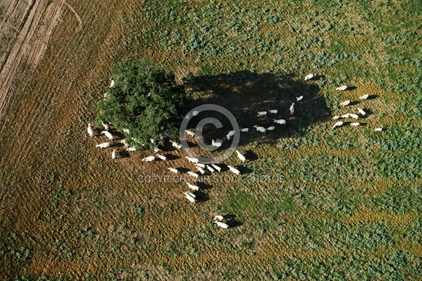 Elevage dans l allier, Auvergne