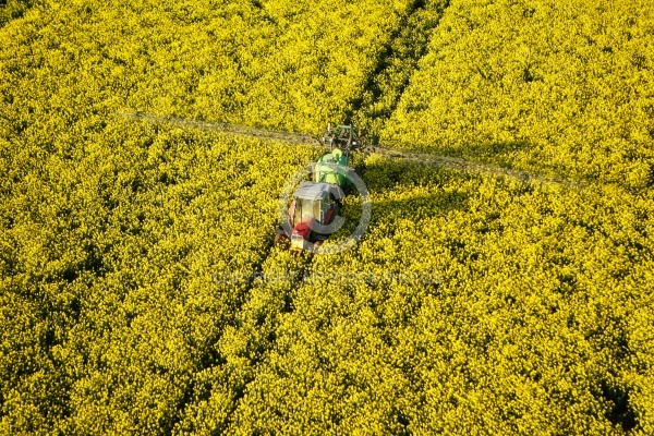 epandange pesticides champs de colza