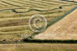 Marais et élevage en charente-Maritime