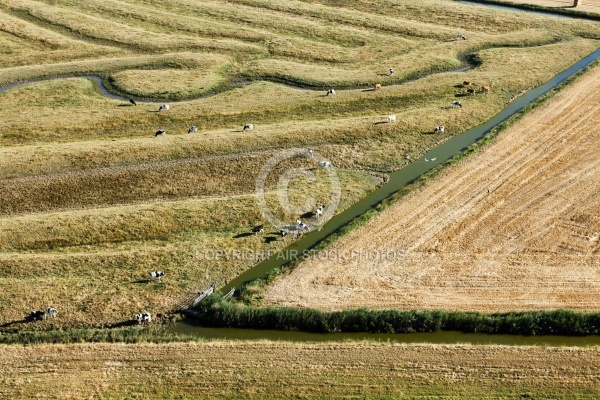 Marais et élevage en charente-Maritime