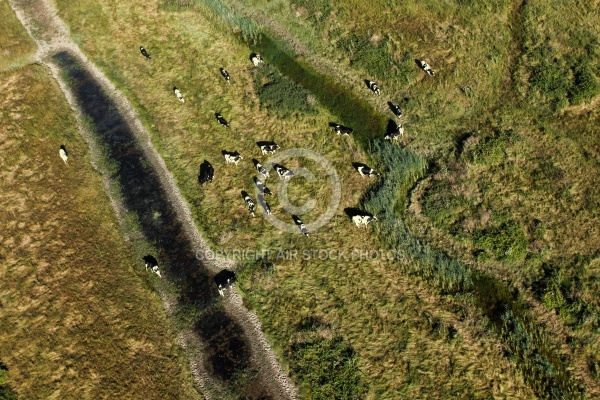 Marais et élevage en charente-Maritime