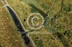 Marais et élevage en charente-Maritime