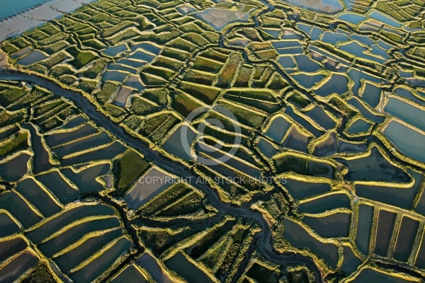 Marais salants de la Tremblade