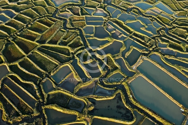 Marais salants de la Tremblade