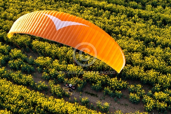 Paramoteur colza