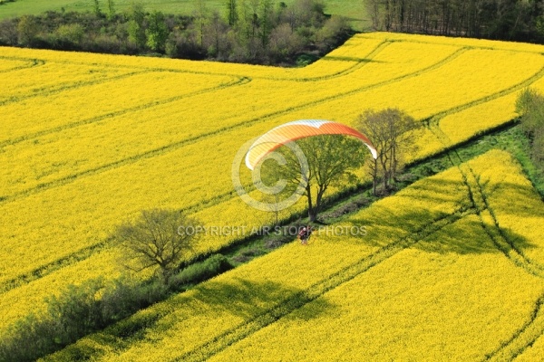 parapente  colza