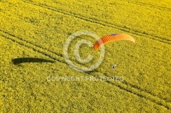 parapente dans champ de colza