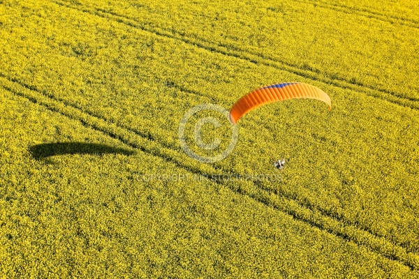 parapente dans champ de colza