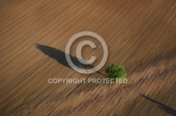 Photo aérienne arbre isolé