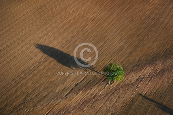 Photo aérienne arbre isolé