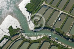 Ruisson de Thomas, canal de la seudre, Arvert, Charente-Maritime