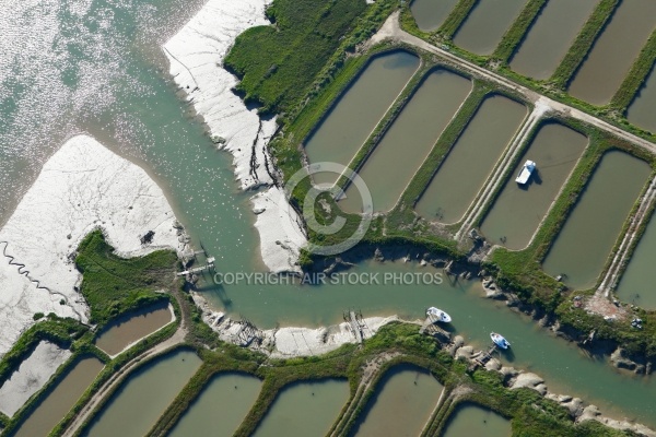 Ruisson de Thomas, canal de la seudre, Arvert, Charente-Maritime