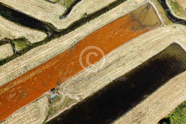 Salines ostréicoles de St-Pierre-d Oléron