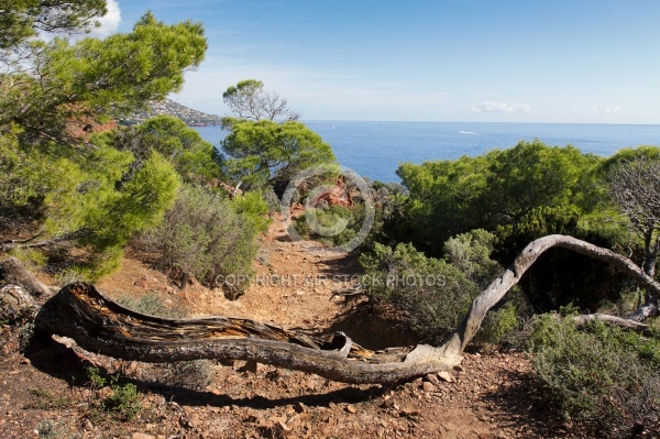 Sentier GR du Cap Dramont Saint-Raphaël