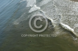 Surfeurs côte sauvage île d Oléron