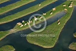 survol d un troupeau de vaches dans le bocage