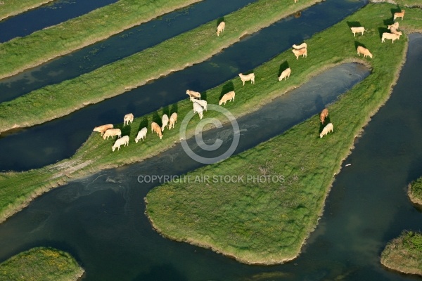 survol d un troupeau de vaches dans le bocage