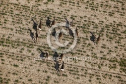 Troupeau de biche vu du ciel