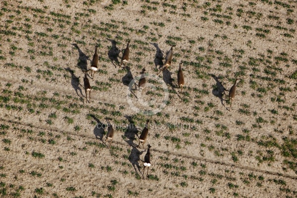 Troupeau de biche vu du ciel