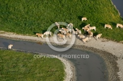 Troupeau de vaches dans le bocage vendéen 85