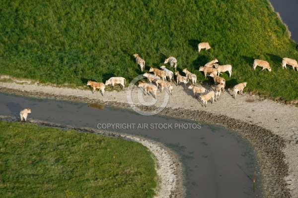 Troupeau de vaches dans le bocage vendéen 85