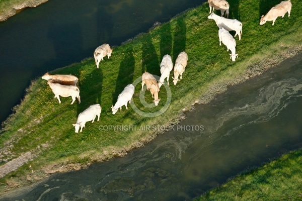 Troupeau de vaches