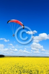 ULM paramoteur et colza