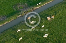 Vaches vues du ciel dans le  bocage vendéen