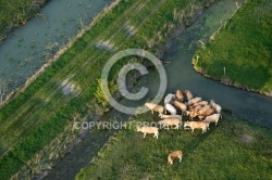 Vaches vues du ciel dans le  bocage vendéen