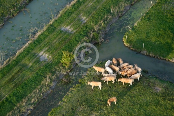 Vaches vues du ciel dans le  bocage vendéen