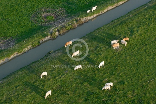 Vaches vues du ciel dans le  bocage vendéen