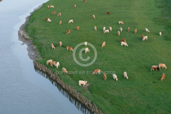 Vaches vues du ciel dans le  bocage vendéen