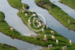 vue aérienne d un troupeau de vaches dans le bocage