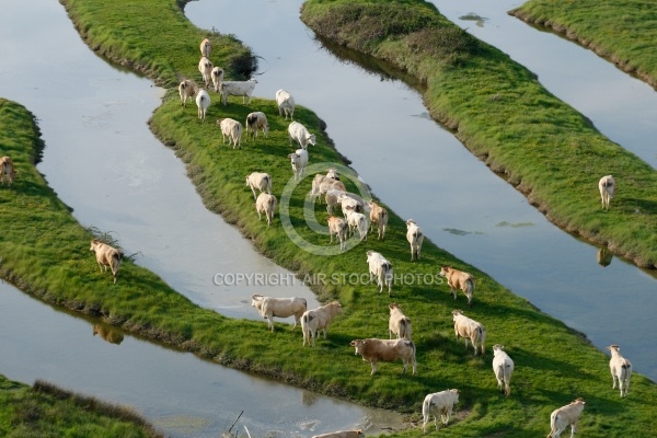 vue aérienne d un troupeau de vaches dans le bocage